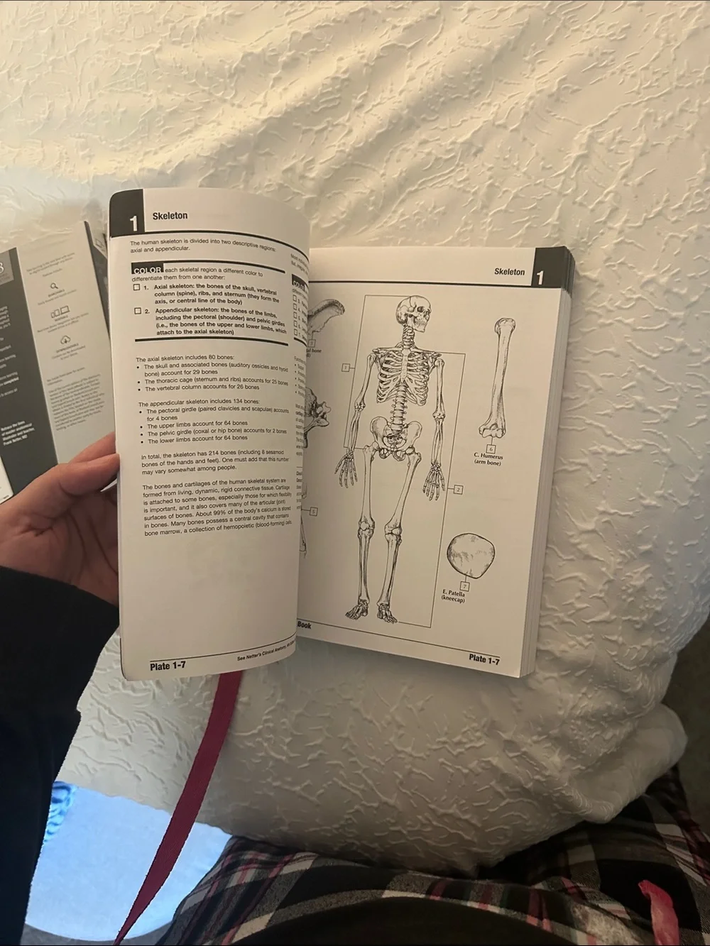 Netter's Anatomy Coloring Book - Black/Cream Cover -